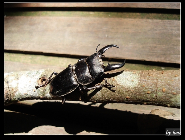 扁鍬形蟲 (Dorcus titanus sika).jpg