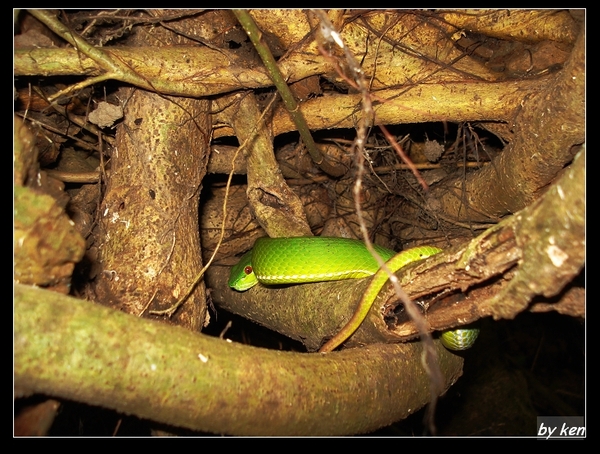 盤在樹上的赤尾青竹絲 (Trimeresurus stejnegeri).jpg