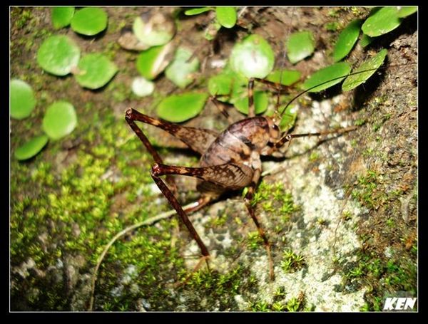 灶馬 (Rhaphidophoridae).jpg