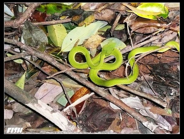 赤尾青竹絲 (Trimeresurus stejnegeri).jpg