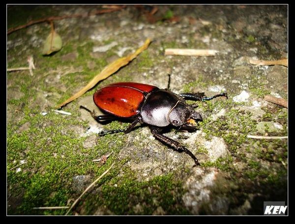 紅圓翅鍬形蟲 (Neolucanus swinhoei).jpg