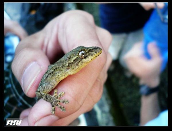 鉛山壁虎 (Gekko hokouensis ).jpg