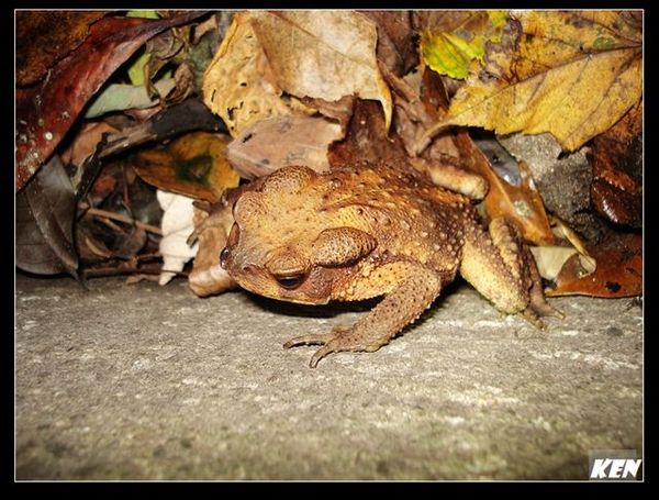 盤古蟾蜍 (Bufo bankorensis ).jpg