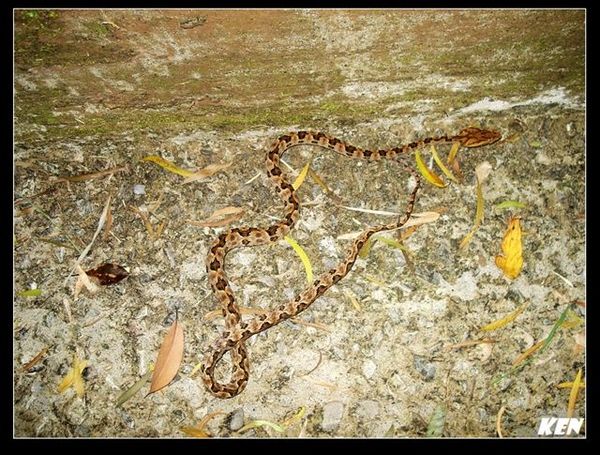 龜殼花 (Trimeresurus mucrosquamatus).jpg