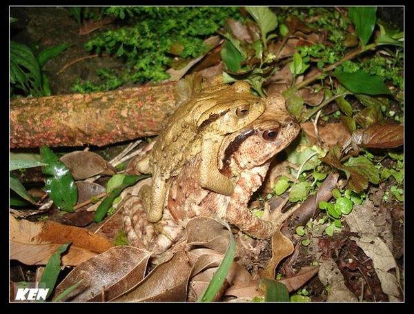 盤古蟾蜍(Bufo bankorensis).jpg