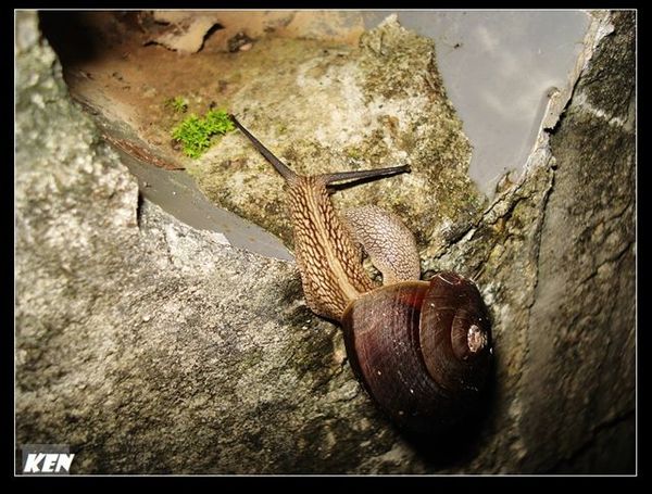 斯文豪氏大蝸牛(Nesiohelix swinhoei).jpg