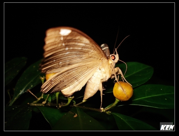 魔目夜蛾(Erebus ephesperis).jpg