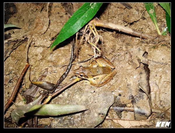 長腳赤蛙(Rana longicrus).jpg