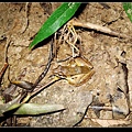 長腳赤蛙(Rana longicrus).jpg