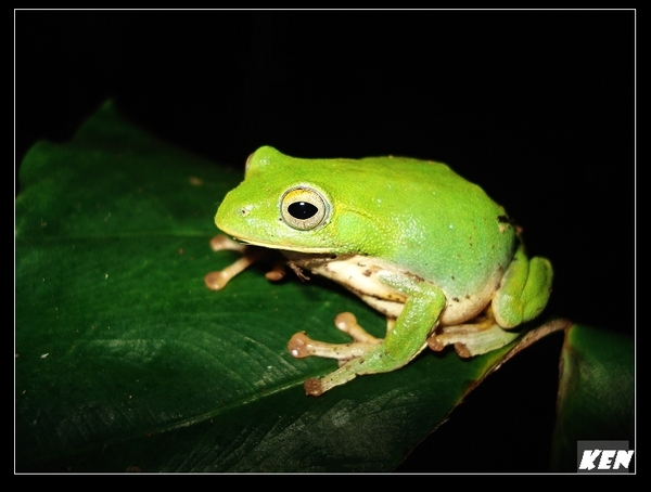 台北樹蛙(Rhacophorus taipeianus).jpg