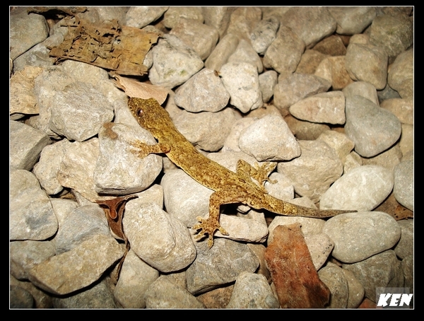 鉛山壁虎(Gekko hokouensis).jpg