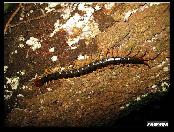 少棘蜈蚣(Scolopendra subspinipes).jpg