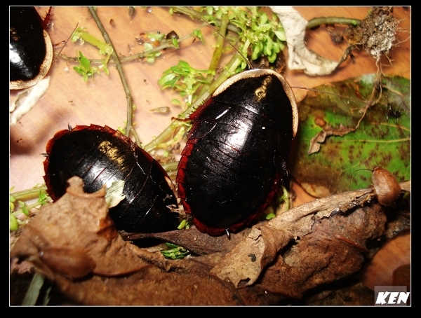 東方水蠊(Opisthoplatia orientalis).jpg