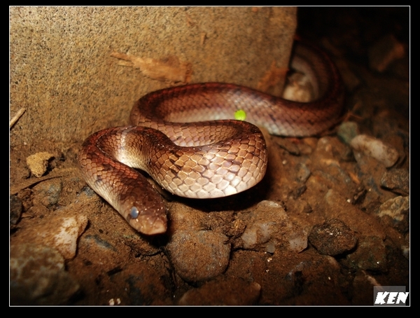 赤背松柏根(Oligodon formosanus).jpg