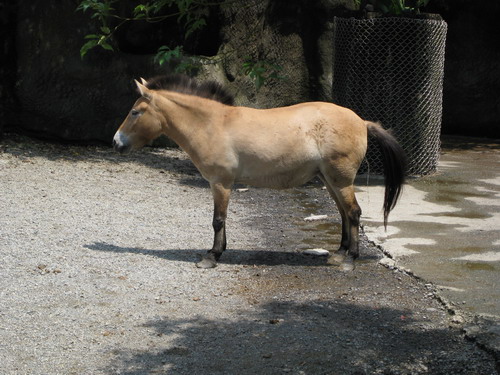 蒙古野馬