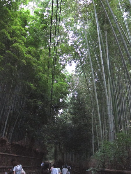 嵐山渡月橋附近的竹林