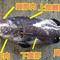 【活魚現殺:龍膽石斑】 人間美味龍膽石斑魚 