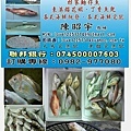 龍膽石斑魚介紹 洽詢0982977080