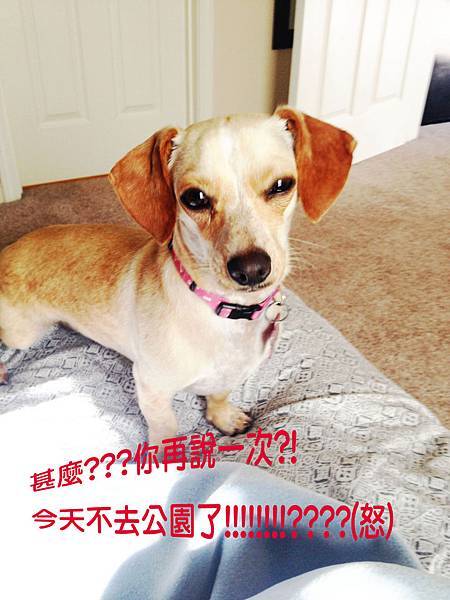 一大早還不帶她出門就給我這個表情.. 一大早還不帶她出門就給我這個表情..
