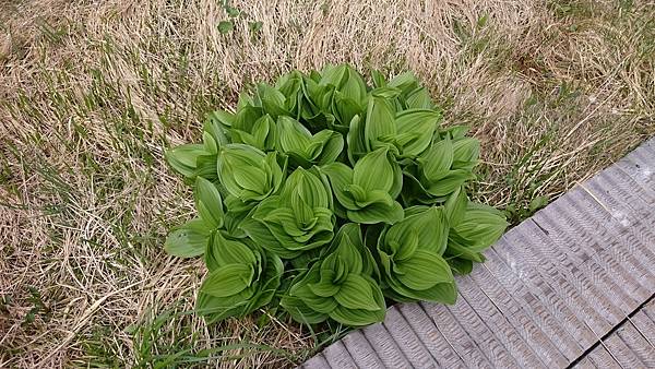 DSC_0363_2.JPG DSC_0363_2.JPG