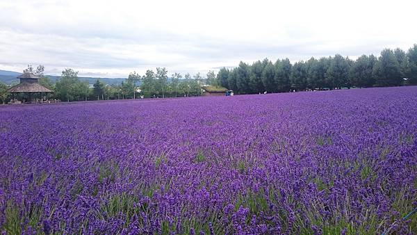 DSC_0055_13.JPG DSC_0055_13.JPG