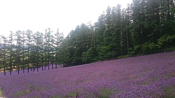 DSC_0020_12.JPG DSC_0020_12.JPG