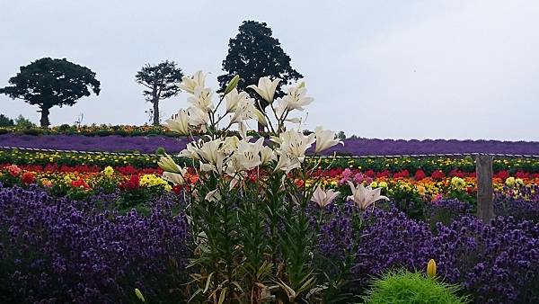 DSC_0127_4.JPG DSC_0127_4.JPG