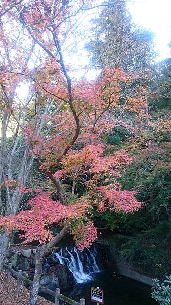 DSC_0009_15.JPG DSC_0009_15.JPG