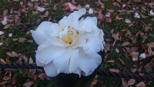 DSC_0090.JPG DSC_0090.JPG