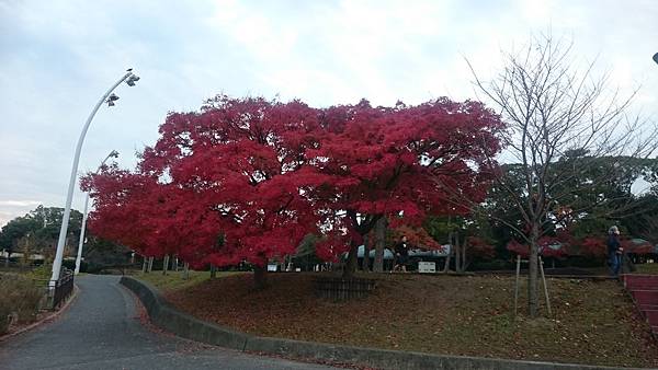 DSC_1361.JPG DSC_1361.JPG