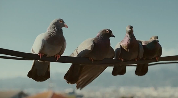 鴿子.png 鴿子.png