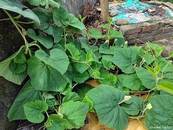 【開箱】爸爸最滿意的禮物SHARP AQUOS sense9 【開箱】爸爸最滿意的禮物SHARP AQUOS sense9