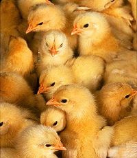 200px-Morechicks