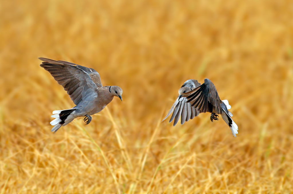 紅鳩