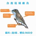 白腹琉璃雌成鳥.jpg