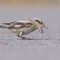 1K3A9761-1.jpg