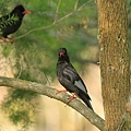 1K3A7870.JPG