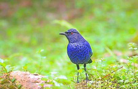 2025-溪頭飛羽~紫嘯鶇