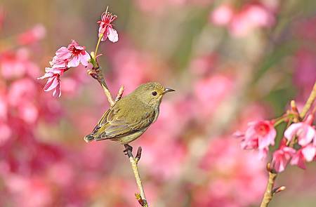 阿里山飛羽 ~ 綠啄花