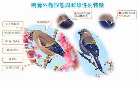 褐鷽外觀型態與雌雄外觀特徵