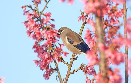 阿里山飛羽 ~ 褐鷽