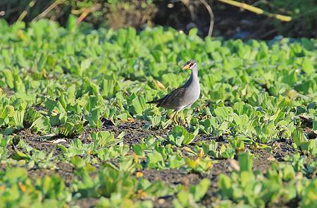 屏東飛羽 ~ 白眉秧雞