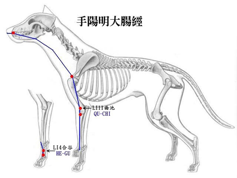 大腸經.jpg