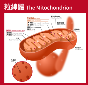 300px-Mitochondrion_(standalone_version)-zh-hant.svg.png