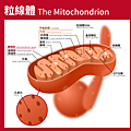 300px-Mitochondrion_(standalone_version)-zh-hant.svg.png