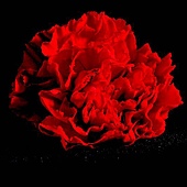 Carnation_flower_photo_by_drummsz