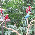 新加坡動物園