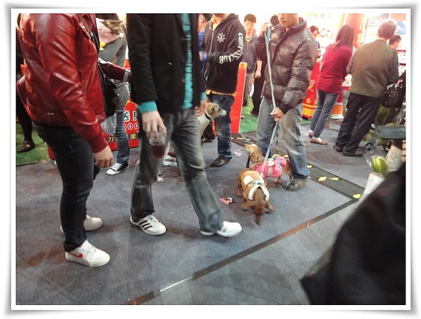 高雄巨蛋寵物展-群犬們.JPG 高雄巨蛋寵物展-群犬們.JPG