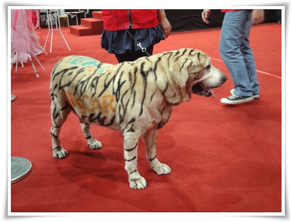 高雄巨蛋寵物展-偽老虎02.JPG 高雄巨蛋寵物展-偽老虎02.JPG
