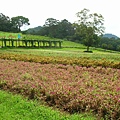 2009.08.14大溪花海農場